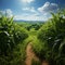 Private farms expanse, orderly rows of young corn showcase lush green growth