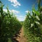 Private farms expanse, orderly rows of young corn showcase lush green growth
