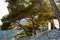 Private holiday cabins among the pines on the beach