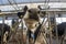 Private livestock farm with cows and bulls on a farm in Holland. Meat and dairy production in Europe. Portraits of caged young