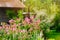 private summer cottage garden view with blooming astrantia.