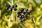 Privet berries and leaves, Ligustrum vulgare