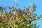 Privet berries and leaves, Ligustrum vulgare