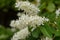 Privet blooms closeup (Ligustrum vulgare)