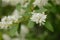 Privet extreme closeup (Ligustrum vulgare)