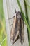 Privet Hawkmoth