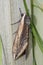 Privet Hawkmoth