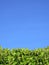 Privet Hedge and blue sky background