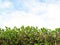 Privet Hedge and sky with clouds