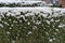 Privet hedge in winter covered by snow