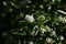 Privet ( Ligustrum obtusifolium ) flowers.