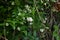 Privet ( Ligustrum obtusifolium ) flowers.