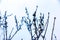 Privet under the snow. Winter frostbite of shrub plants. Ligustrum ovalifolium. Bush branches against the sky