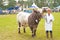 Prize bull in show ring