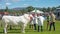 Prize winning bull in the ring at Grantown