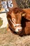 Prize Winning Bull at Show Close up