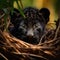 Prize-winning portrait of baby panther in nest. Intense cuteness of big-eyed panther.