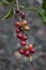 Prized Hawaiian Coffee Beans are red on the branch in Hawaii.