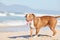 A prized pit bull if there ever was one. Shot of an adorable pit bull enjoying a day at the beach.