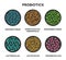 Probiotics in a circle. Microscopic probiotics. Bifidobacterium, lactobacillus, lactococcus, streptococcus thermophilus