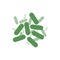 Probiotics icon back