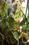 Problems in the cultivation of domestic plants - leaves affected by a spider mite, yellow and dry tips, the overflow of the plant