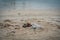 Problems of environmental pollution and oceans, plastic trash on the beach, bottles and slippers. Dirty sea shore