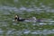 Problems with youth. The adult grebe have caught a big pike and the young one is trying to steal the catch to him.