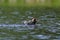 Problems with youth. The adult grebe have caught a big pike and the young one is trying to steal the catch to him.