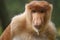 Probocius monkey aka bekantan