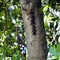 Proboscis Bat - Rhynchonycteris naso in Parque Nacional Palo Verde