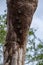 Proboscis bats Amazon rainforest