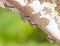 Proboscis Bats on a log