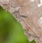 Proboscis Bats on a log