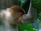 Proboscis - Long-nosed monkey side-shot