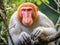 Proboscis monkey