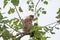 Proboscis monkey