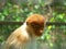 Proboscis monkey