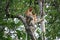 Proboscis monkey and baby