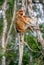 Proboscis monkey baby sucks its mother`s breast milk