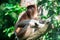 A proboscis monkey bekantan Nasalis larvatus on a tree while eat