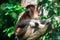 A proboscis monkey bekantan Nasalis larvatus on a tree while eat