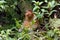 Proboscis monkey in borneo jungle