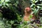 Proboscis monkey in borneo jungle