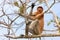 Proboscis monkey in borneo jungle