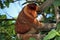 Proboscis monkey climbing a tree