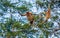 The proboscis monkey is jumping from tree to tree in the jungle. Indonesia. The island of Borneo Kalimantan.