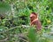 Proboscis monkey long nosed