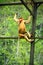 The proboscis monkey or long-nosed monkey