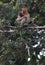 Proboscis Monkey Mother and Baby